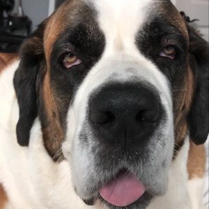 Meet your Posher, Tryniti